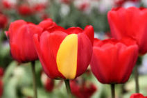 Tulpen_©Wikipedia Common Licence