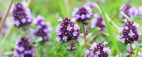 Thymian Blüten