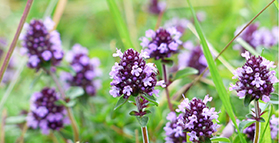 Thymian Blüten